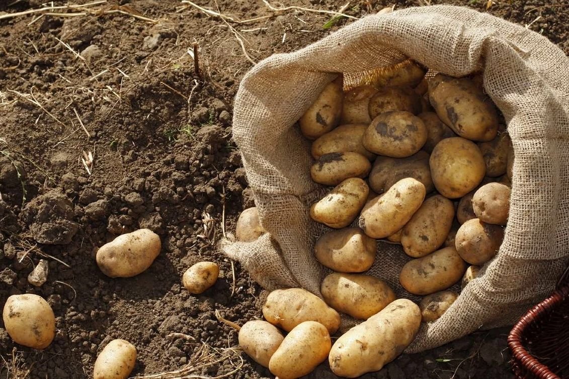 Россиян "бомбят" картошкой: кадры, как селу в Якутии самолет "десантирует" овощи