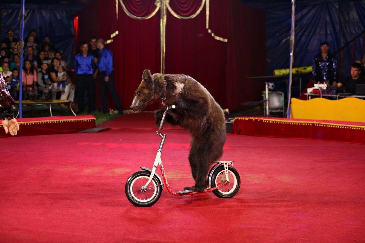 ​В России цирковой медведь напал на беременную дрессировщицу на выступлении - женщину еле "отбили"