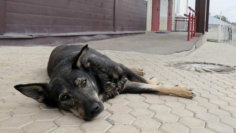 На Кубани полицейский спас подстреленную неизвестными собаку