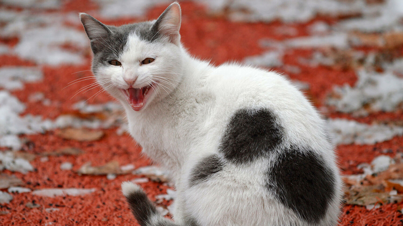 В Нижнем Новгороде неизвестный выкинул кошку с девятого этажа