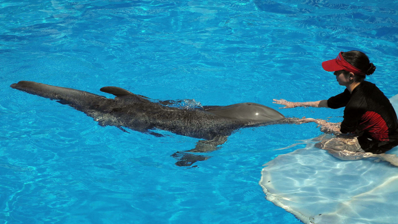 Полиция готова проверить данные об "избиении дельфинов" в океанариуме