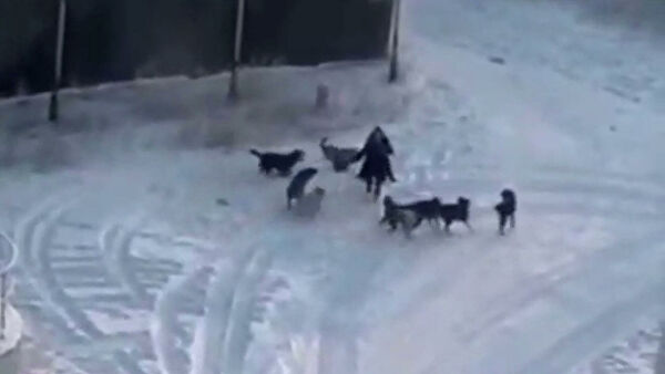 В Тульской области начали проверку данных о нападении собаки на школьницу