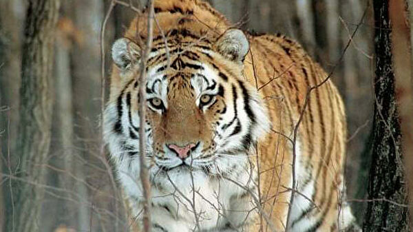 В Приморье нашли убитого человеком амурского тигренка