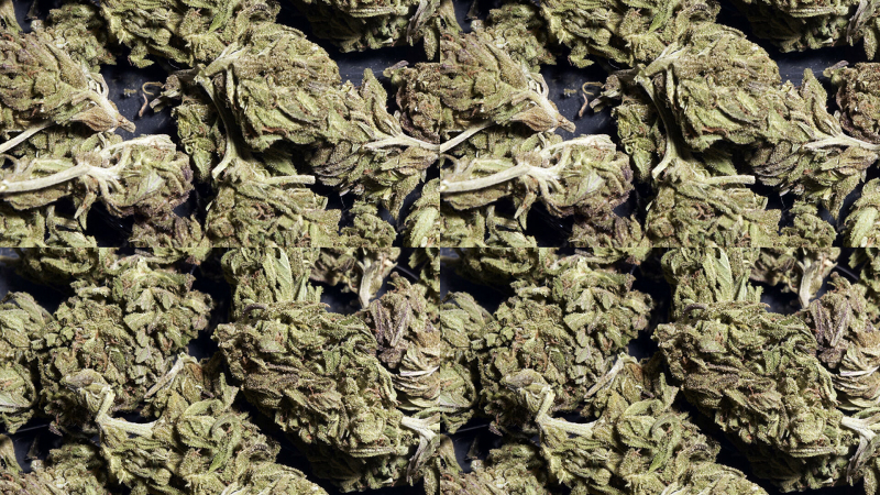 bolee-kilogramma-marihuany-nashli-v-sarae-kubanca-5d20808