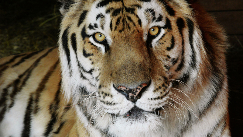 В Хабаровском крае амурский тигр погиб в схватке с более крупным самцом