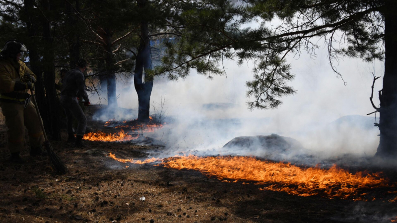 Подростки в Подмосковье едва не устроили лесной пожар