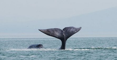 tret-grenlandskih-kitov-zhivushhih-v-ohotskom-more-popadala-v-seti-rybakov-9bc50e4