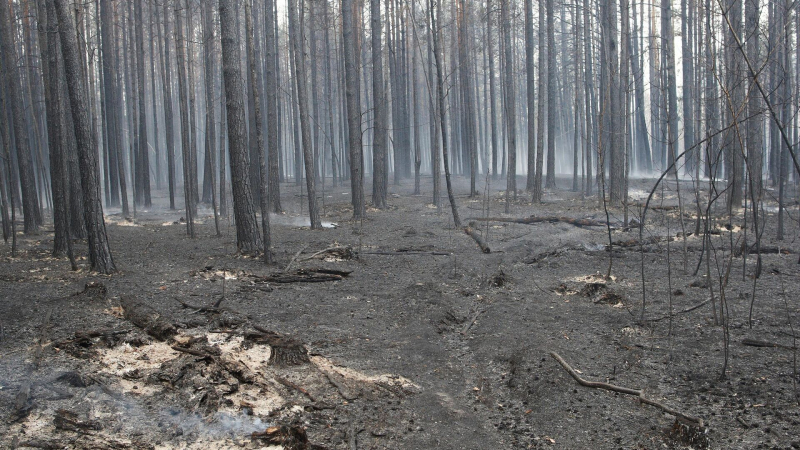 В одном из районов Красноярского края ввели режим ЧС из-за пожаров