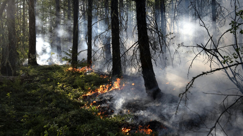 Лесной пожар площадью 1300 гектаров тушат на севере Сахалина