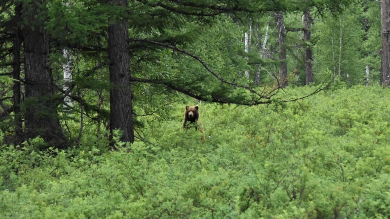 Rybak Na Kamchatke Pogib Posle Napadenija Medvedja E17cfa7