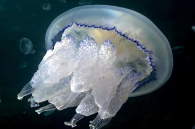specialist-objasnila-kak-vesti-sebja-pri-vstreche-s-ogromnymi-meduzami-38d89ea
