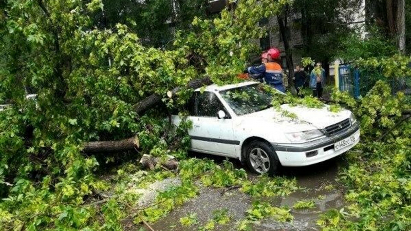 В Москве из-за падения дерева пострадал человек