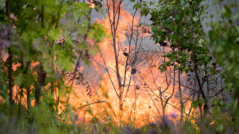 Подмосковные пожарные в сентябре ликвидировали 42 лесных возгорания