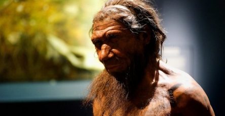 britanskie-uchenye-vyjasnili-chto-neandertalcy-umeli-pech-lepeshki-d084438