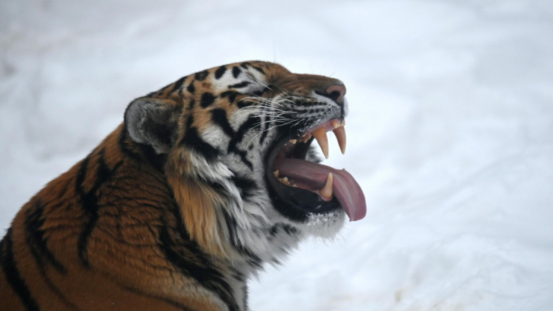 В Приморье возбудили уголовные дела после обнаружения останков тигров