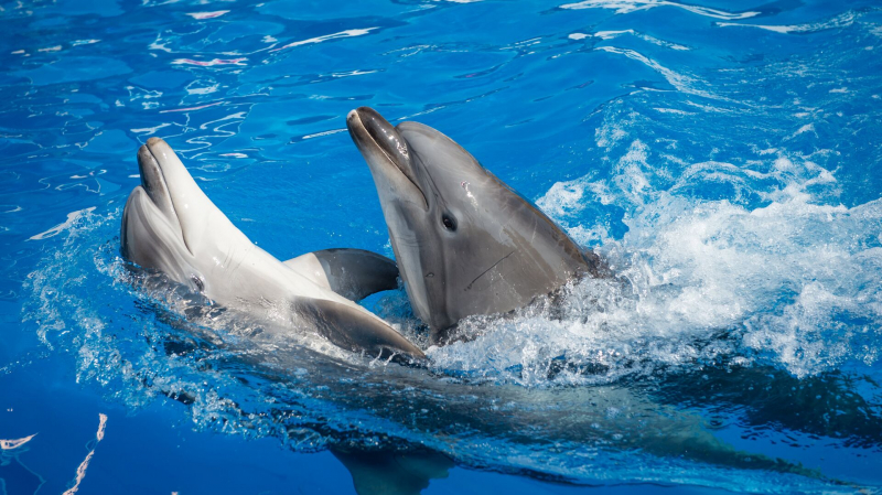 В Севастополе возбудили уголовное дело из-за выброшенных в море дельфинов