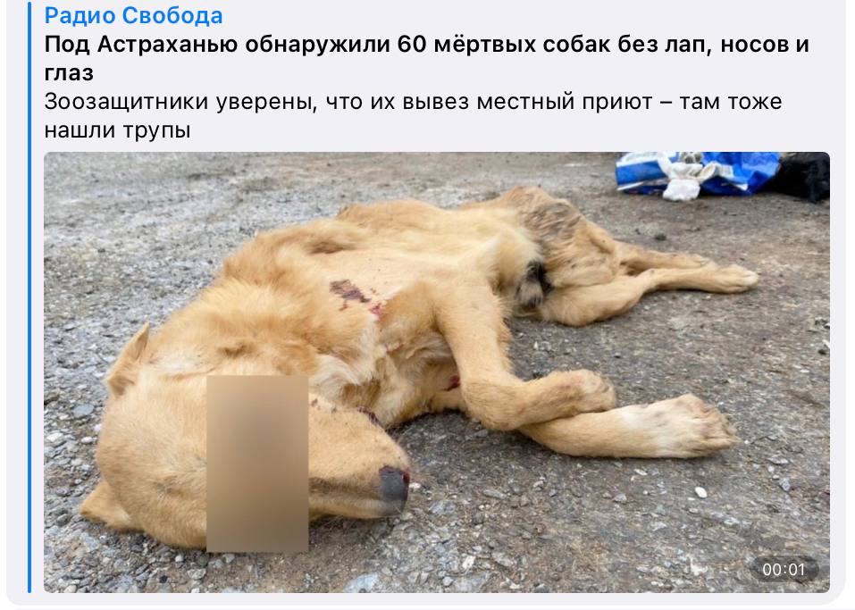 Посылки с вырезанными глазами животных в посольствах Европы: под Астраханью нашли 60 собак без глаз