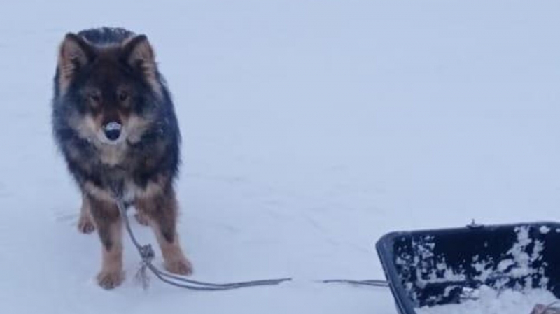 Под Ростовом собаки спасли хозяина, у которого случился инсульт на охоте