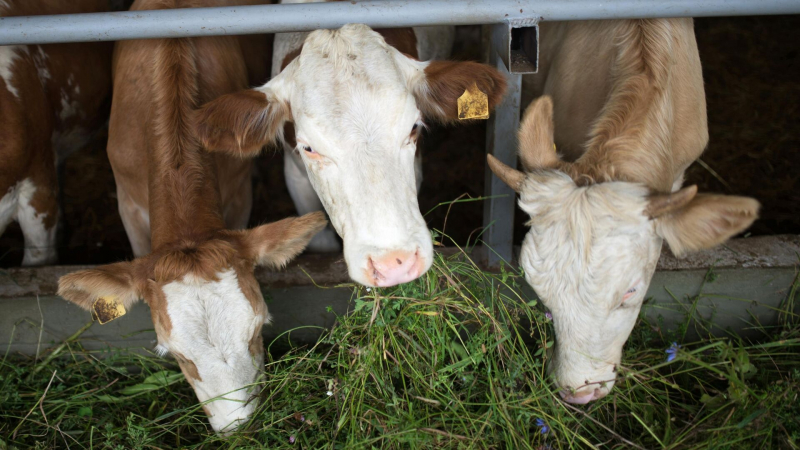 После гибели 122 коров на кировской ферме возбудили дело