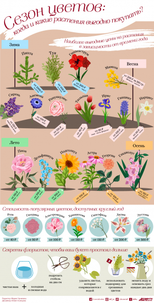 sezon-cvetov-kogda-i-kakie-rastenija-vygodno-pokupat-infografika-0787e8e