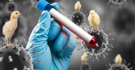 eto-chetkij-mehanizm-nachala-pandemii-chem-ptichij-gripp-napugal-uchenyh-eff2b01