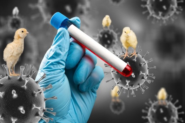 eto-chetkij-mehanizm-nachala-pandemii-chem-ptichij-gripp-napugal-uchenyh-eff2b01