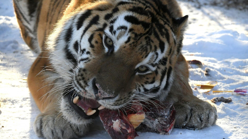 В Хабаровском крае нашли мертвого амурского тигра