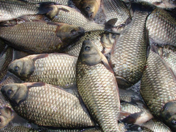 В Киеве в день фиксируется 5-10 нарушений по продаже мяса и рыбы на стихийных рынках