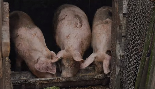 #Варто "РобиТИ своє": воин ВСУ построил ферму на 100 голов свиней