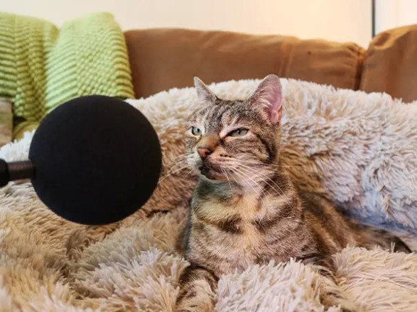 “Громче телевизора”: Кошка Белла из Великобритании поставила рекорд за самое громкое в мире мурлыканье — Книги рекордов Гиннеса