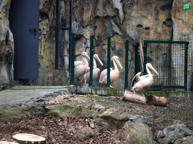 В столицу вернулись вернулись пеликаны и теперь прогуливаются в водоеме КиевЗоо