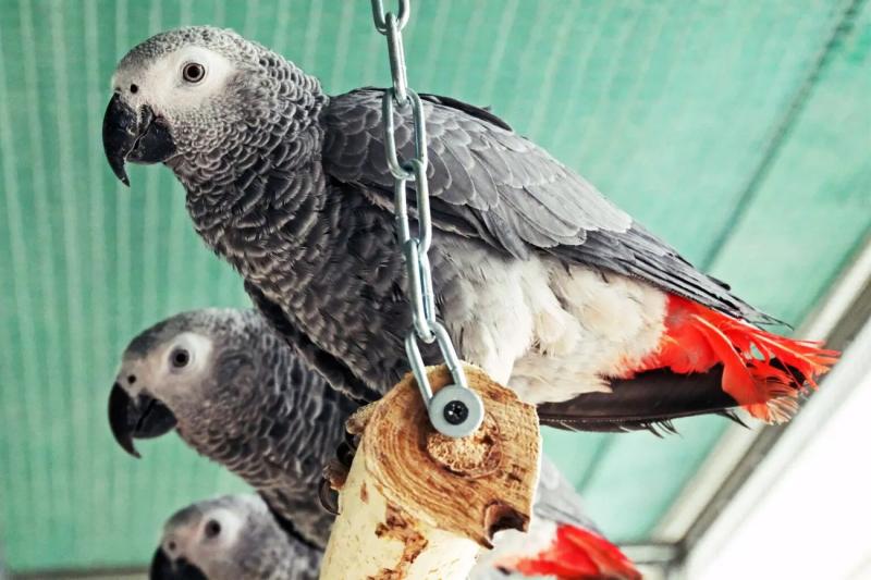 Сегодня День любителей зоопарка: как зверинцы защищают животных во время войны в Украине