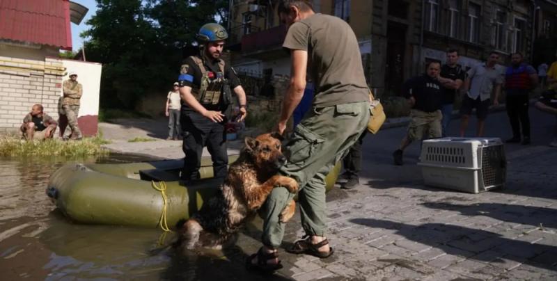 Символ мужества: умерла овчарка Багира, которую спасли из воды после подрыва Каховской ГЭС