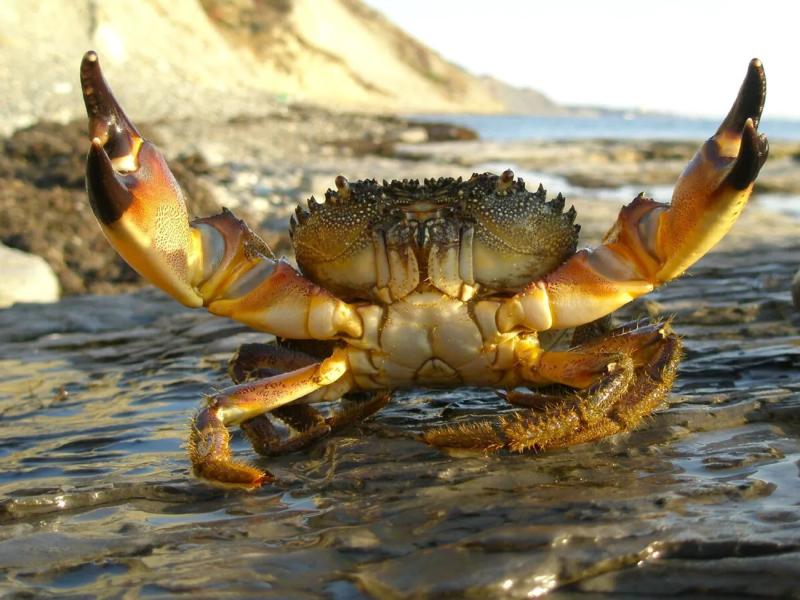 В Азовском море из-за действий рф массово гибнут крабы и рыба - ЦПД СНБО