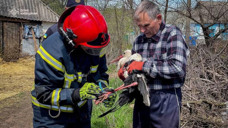 В Киевской области спасли аиста, запутавшегося в веревке на высоте