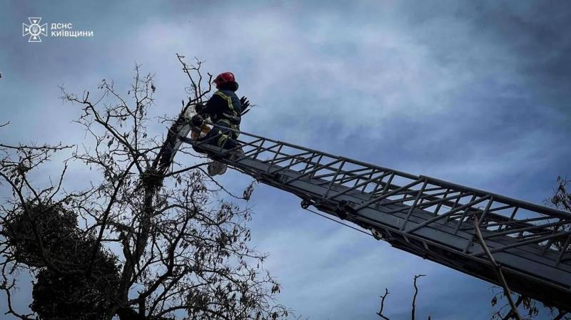 В Киевской области спасли аиста, запутавшегося в веревке на высоте