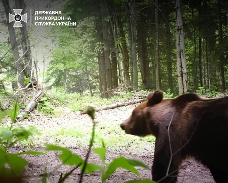 Пересечение границы вне ПП – не только незаконно, но и опасно: пограничники зафиксировали медведя