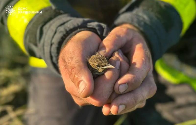 В Харьковской области спасатели спасли птенца во время тушения пожара