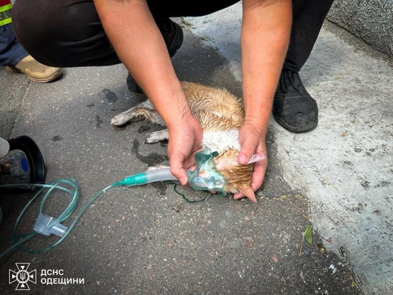 В Одессе горел жилой дом: пожарные спасли трех человек, кота и собаку
