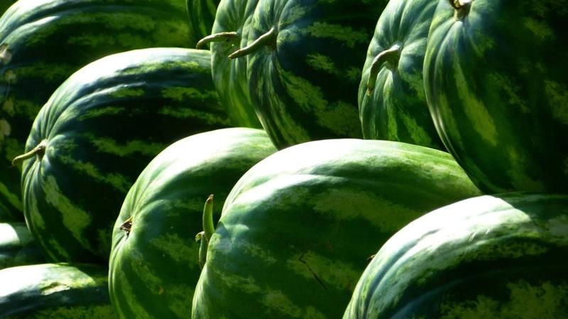 Как правильно выбрать спелый, сладкий и по-настоящему вкусный арбуз