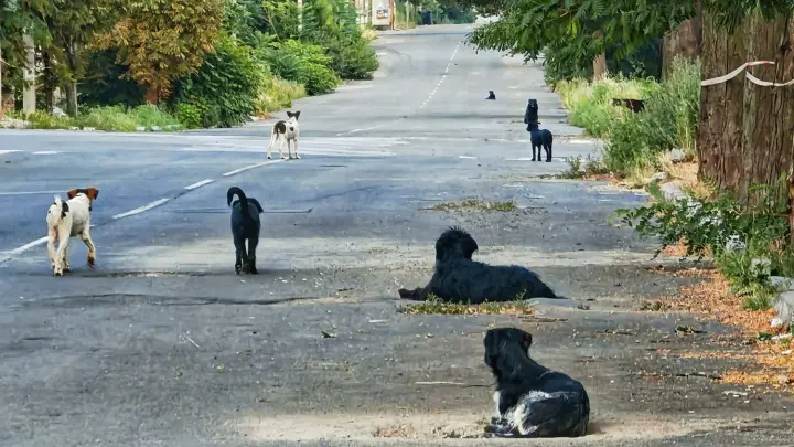 Оккупированный Мариуполь в страхе: стаи бродячих собак терроризируют горожан и детей
