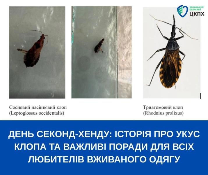 В магазине секонд-хенда женщину укусил клоп: в ЦКПХ дали советы, как уберечься при покупке подержанной одежды