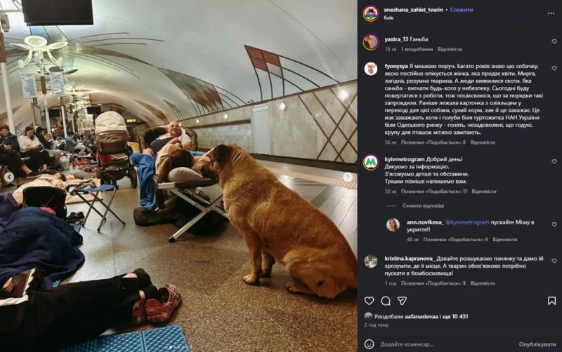 Известного пса Мишу больше не пускают в столичное метро во время обстрелов - зоозащитники
