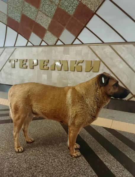 Известного пса Мишу больше не пускают в столичное метро во время обстрелов - зоозащитники