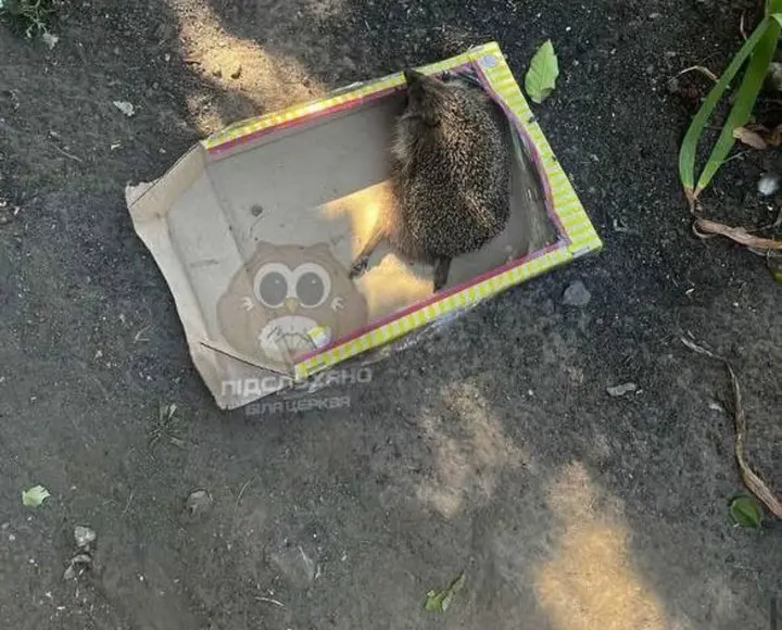 Молодые люди под Киевом издевались над ежом, полиция выясняет обстоятельства