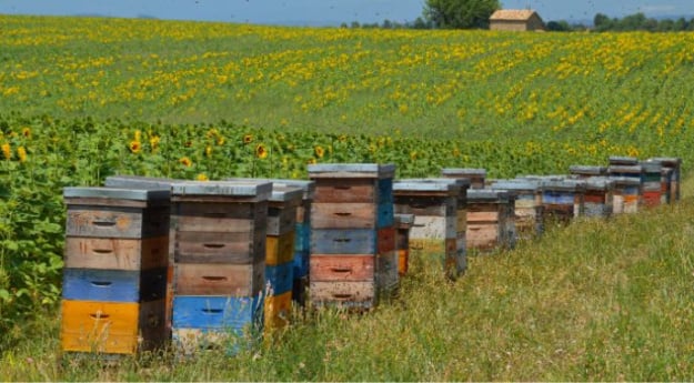 На скільки зростає врожайність завдяки пасікам та як регулювати їх роботу