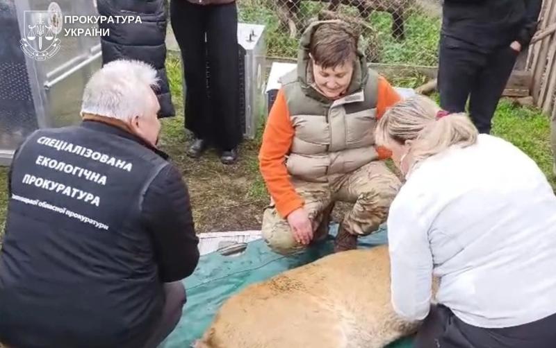 Не только львиц: еще часть животных изъяли из частного зооуголка в Хмельницком