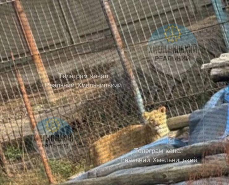 В Хмельницком два льва сбежали из реабилитационного центра