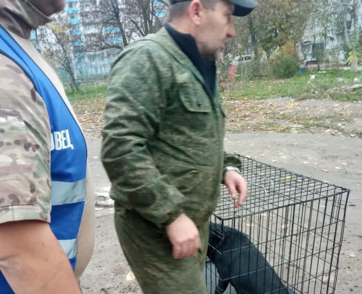 В Мариуполе бездомные собаки нападают на людей: российские оккупанты не могут решить проблему - горсовет
