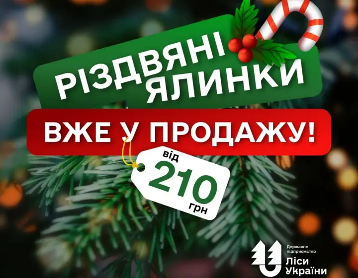 ГП "Леса Украины" объявило о старте продаж легальных елок: Цены остались социальными